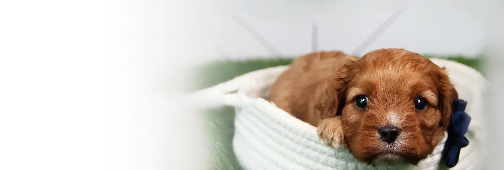 Adopt Your Perfect Tiny Companion