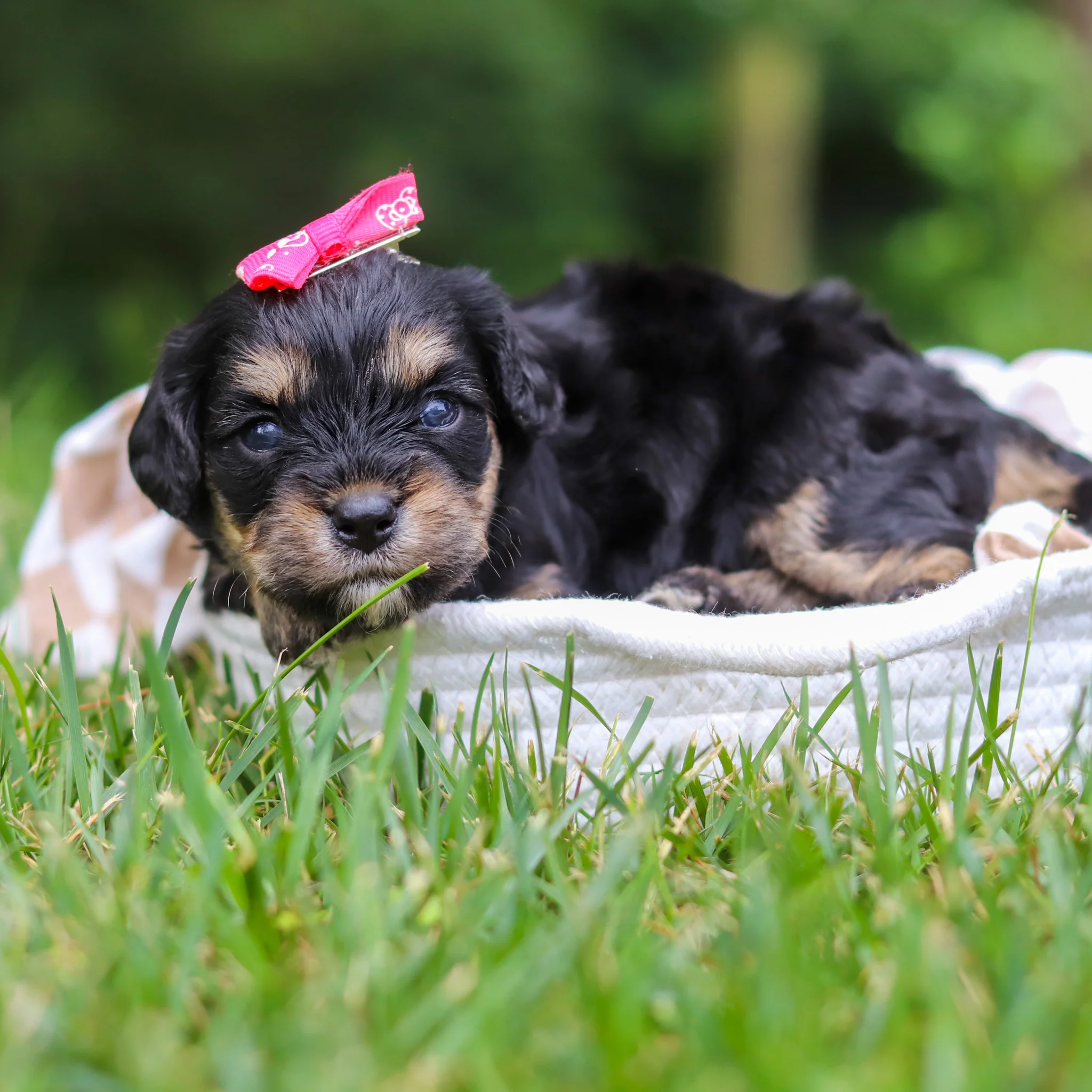 Cavachon