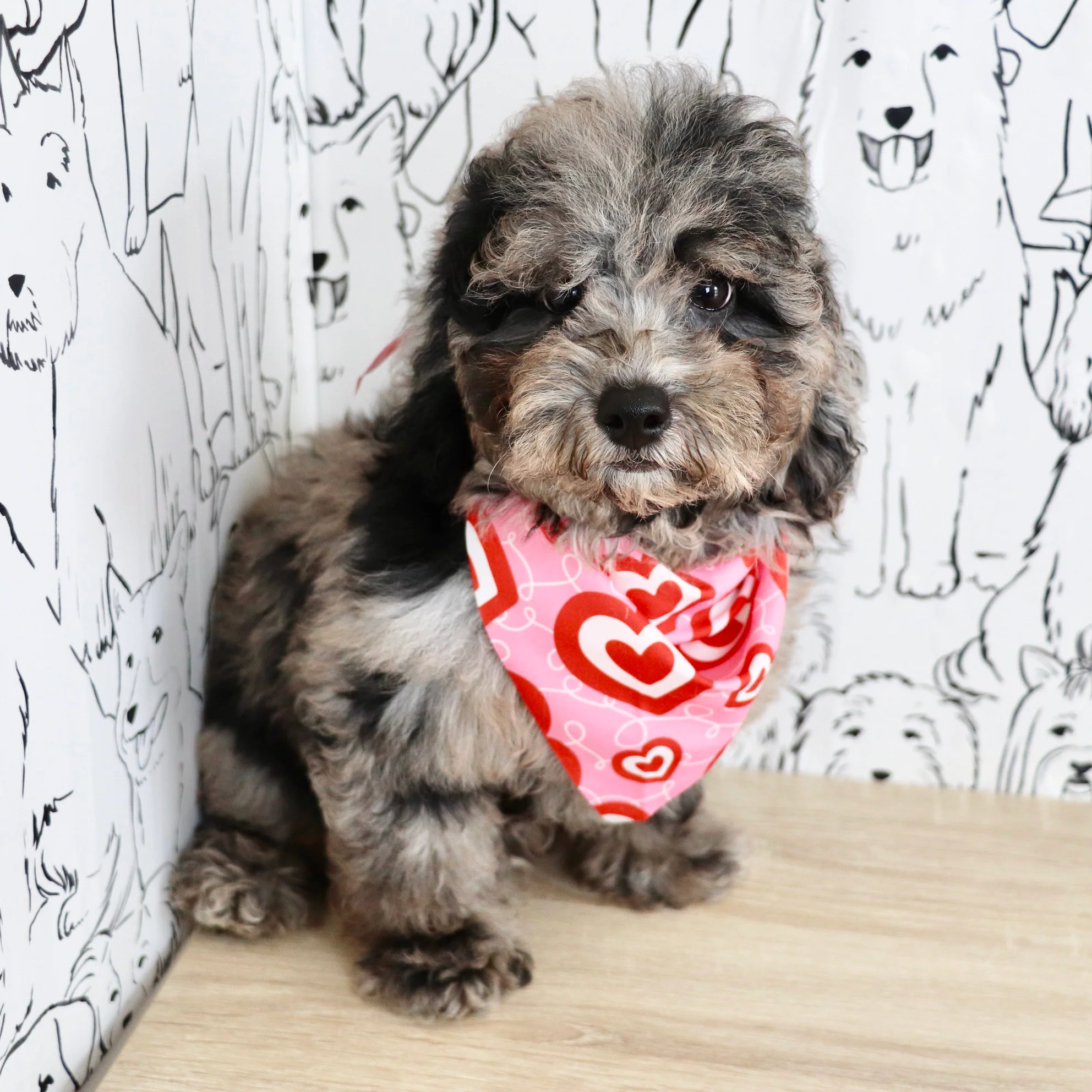 Doggone Deals Of The Day